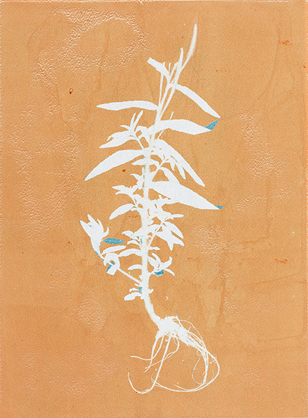 Caroline Younger: Willow Herb 1, 2017