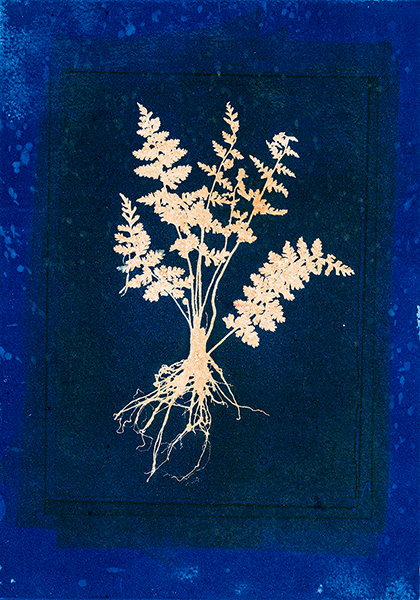 Caroline Younger:Fern on Black & Blue, 2019