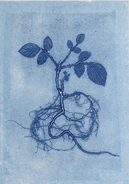 Caroline Younger:Blue Bramble, 2019