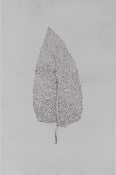 Caroline Younger: Leaf 1, 2016