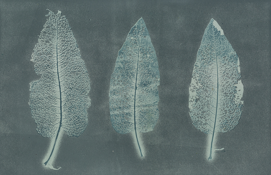 Caroline Younger: Leaves 9, 2016