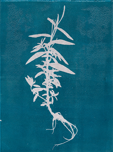 Caroline Younger: Willow Herb 2, 2017
